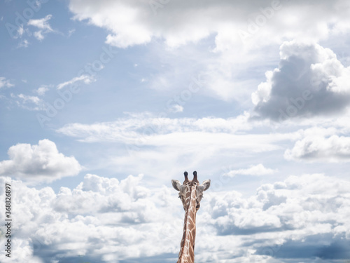 Canvas Print arts and abstract of tall giraffe photography with sky