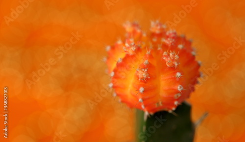 orange cactus flower macro on shining bright orange background