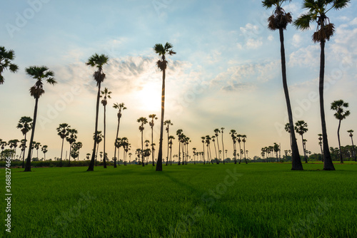 Nature sunrise landscape view of Asian Palmyra palm trees (Sugar palm) and green rice field at viewpoint of Dongtan Sam Khok, Pathum Thani.