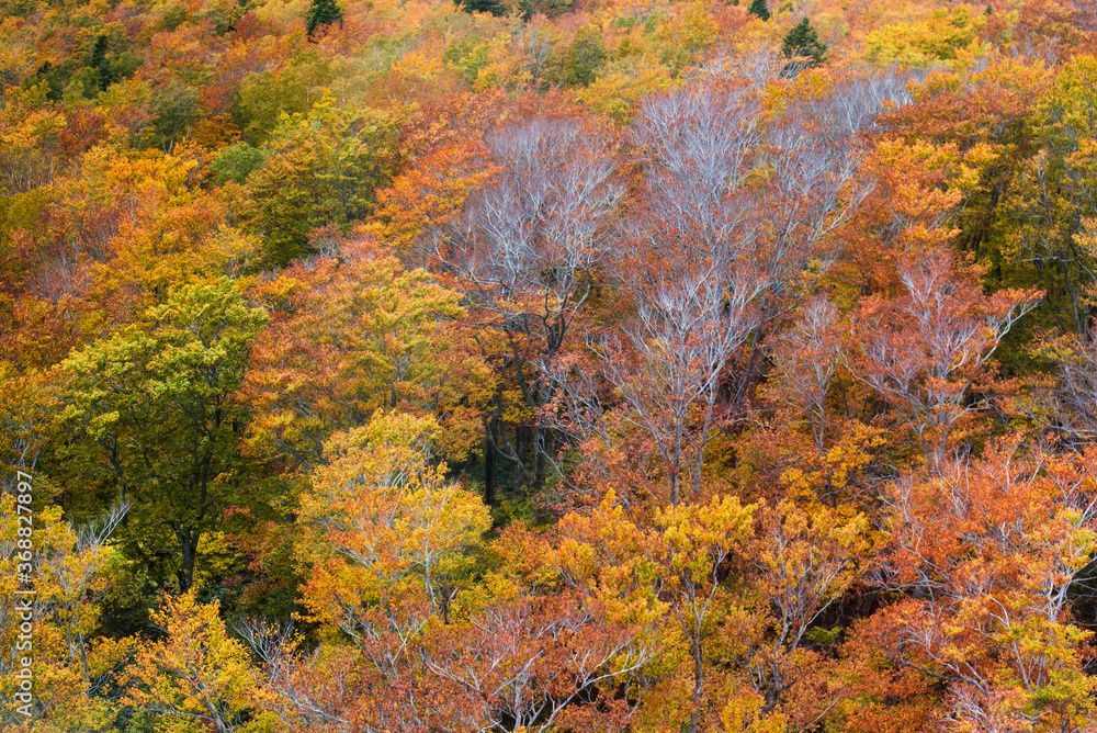 Colorful autumn color in Japan. Maple tree change their leaves color to red.