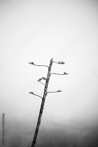 Espectacular captura de un árbol, en especial un pino canario con la fuerte niebla. Fotografía en blanco y negro. Concepto de naturaleza muerta, frío, niebla