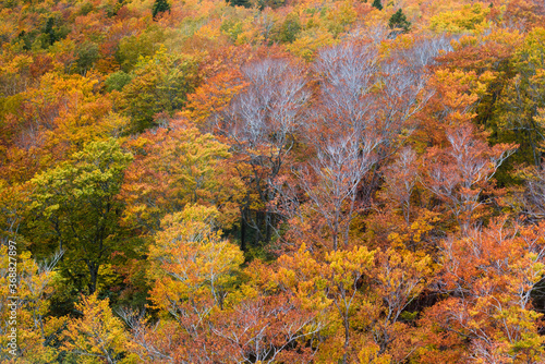 Colorful autumn color in Japan. Maple tree change their leaves color to red.