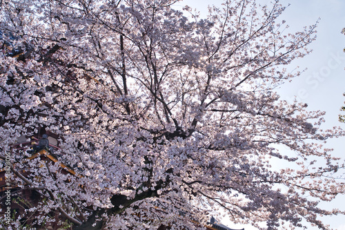 大田区 池上本門寺の桜