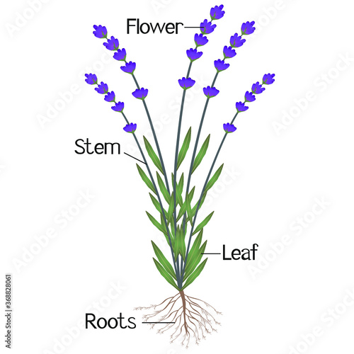 An illustration showing parts of a lavender plant.