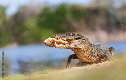 Yacare caiman eating piranha on a river bank