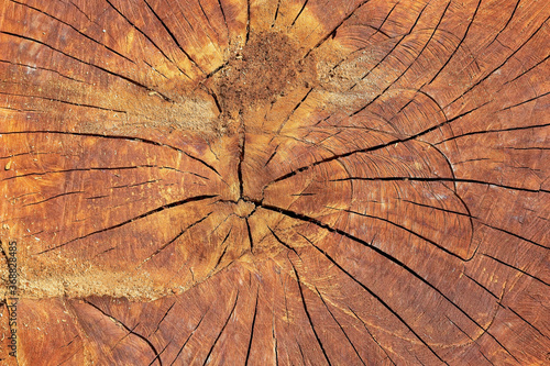 Slice of wood with cracks and annual rings