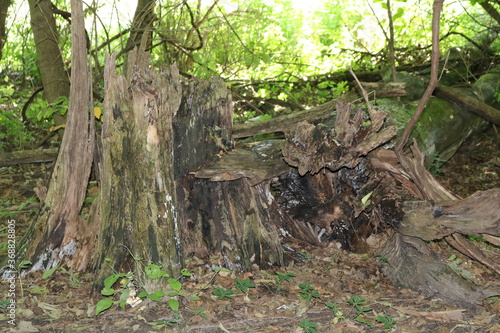 tree stump in forest