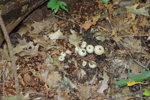 mushrooms in the forest