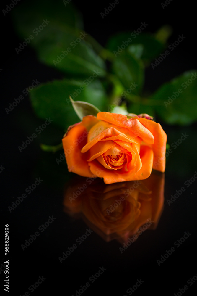 bright orange rose with green leaves, on a black background bright orange rose with green leaves, on a black background