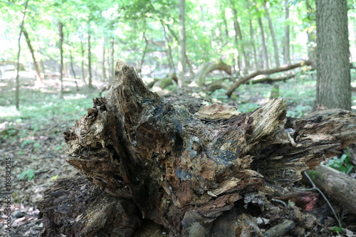 old tree stump