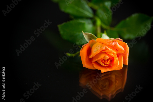 bright orange rose with green leaves  on a black background