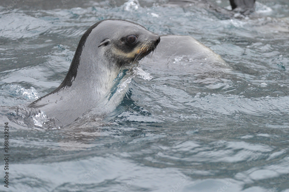 Obraz premium Fur seals are any of nine species of pinnipeds belonging to the subfamily Arctocephalinae