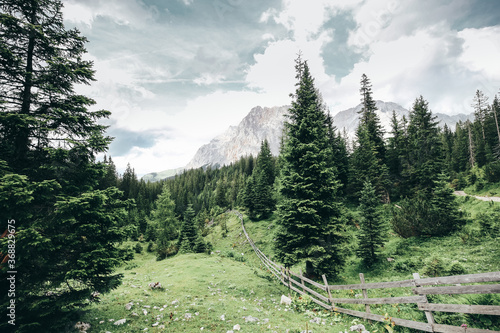 mountain landscape with trees
