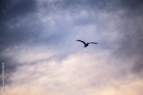 seagull in flight © Nikolay