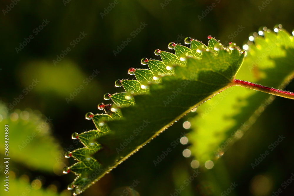 Fototapeta premium Close-up of green leaf with serrated edges and morning dew drops. Backlit by sunlight, the leaf glows with natural freshness and fine botanical detail