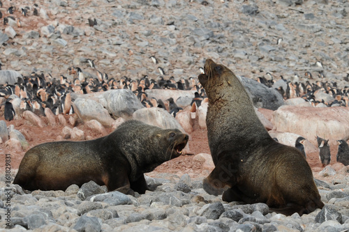 Fur seals are any of nine species of pinnipeds belonging to the subfamily Arctocephalinae