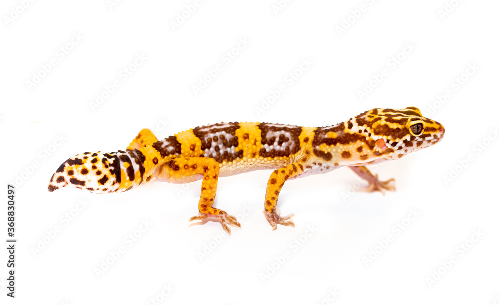 Naklejka premium Isolated Eublepharis lizard on a white background. Reptile gecko yellow spotted. Exotic tropical animal.