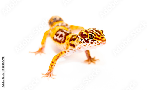 Isolated Eublepharis lizard on a white background. Reptile gecko yellow spotted. Exotic tropical animal.