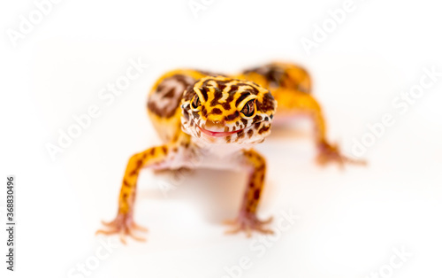 Isolated Eublepharis lizard on a white background. Reptile gecko yellow spotted. Exotic tropical animal.