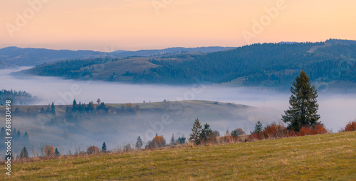 Wide panorama of autumn mountain hills. Spruce tree on foreground on mountain slope with fog in valley and wide rural pastures. © stone36
