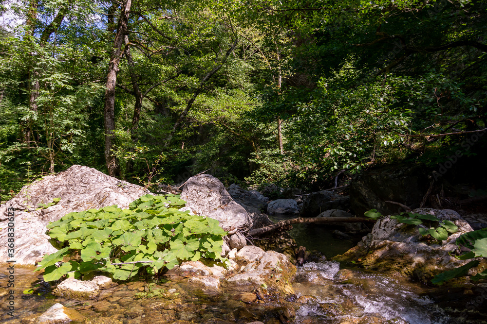 Horizontal View of a River in a forest in a hot summer day Horizontal View of a River in a forest in a hot summer day