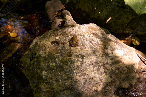 Close Up of of a little frog on a stone near a litthe cascade in a river in a forest on blurred background photo