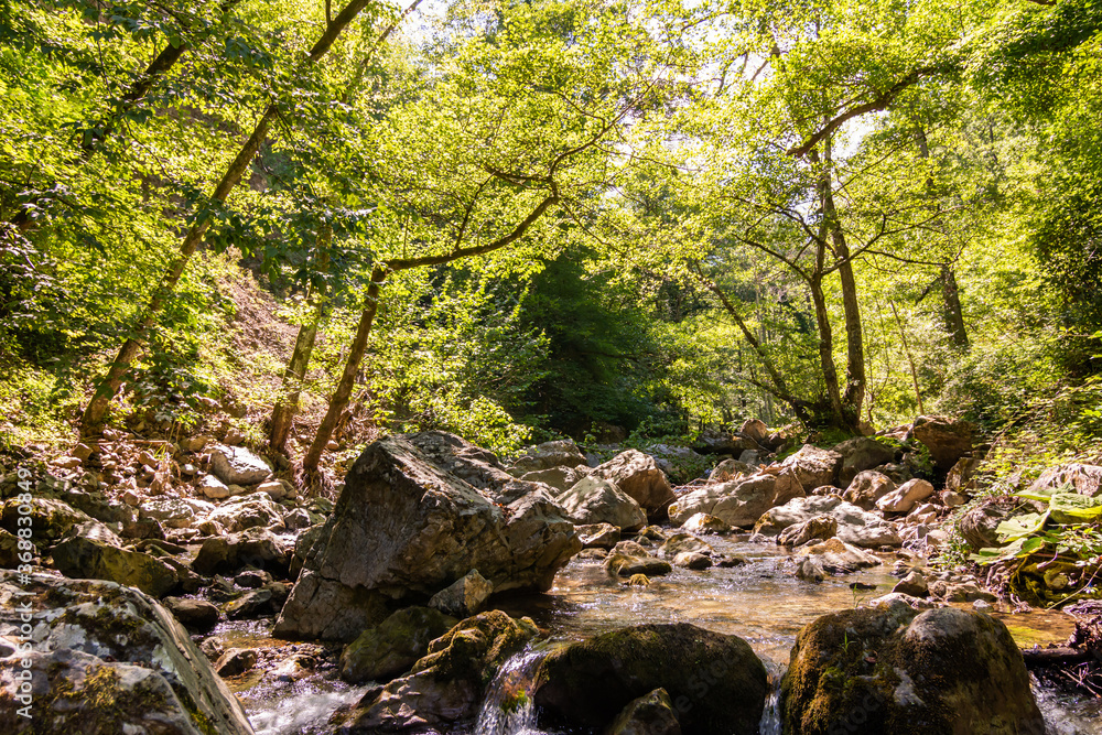 Horizontal View of a River in a forest in a hot summer day at noon Horizontal View of a River in a forest in a hot summer day at noon