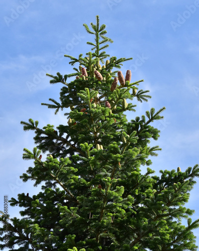 white fir tree needle conifer evergreen Nordmann