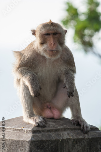 Brown color monkey standing © pattierstock