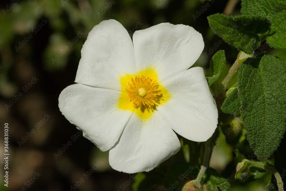 White rose flower, Monfragüe, Spain