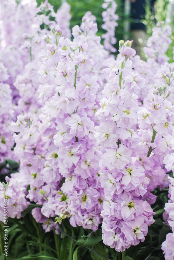 Matthiola incana flower, stock flowers, cut flowers in the nursery, full bloom Matthiola incana flower, stock flowers, cut flowers in the nursery, full bloom