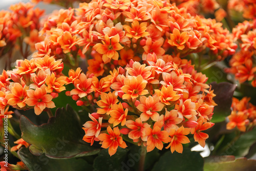 Kalanchoe plant with orange flowers, Kalanchoe blossfeldiana © YuiYuize