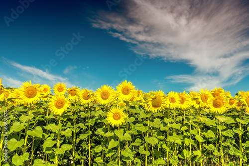 Obraz na płótnie Beautiful sunflowers on the field in sunny day w salonie