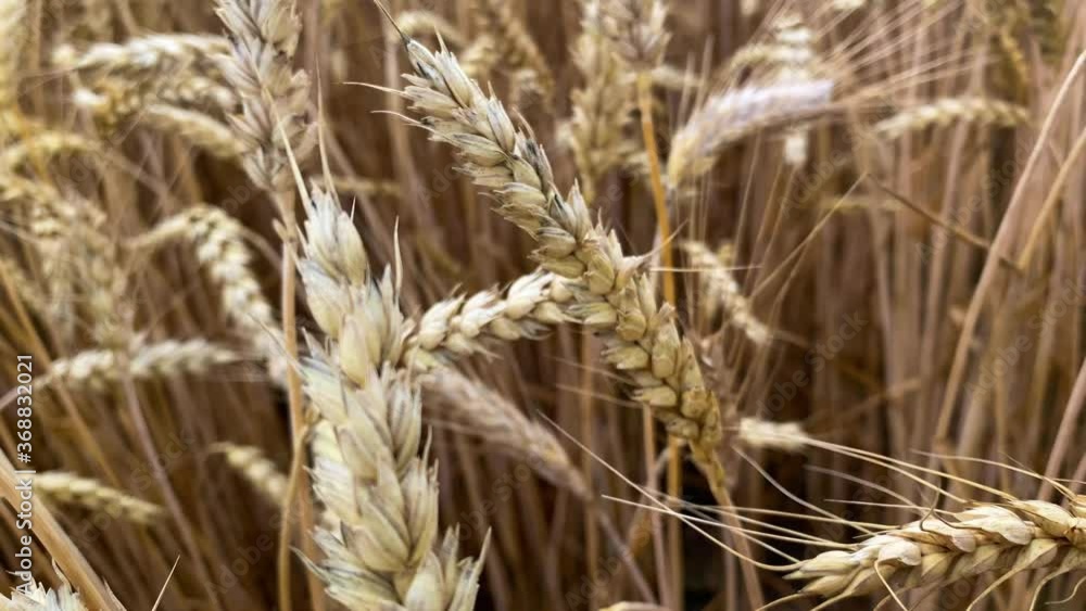 Forward Moving Macro shot between wheat field with waving Spikelets and corns Forward Moving Macro shot between wheat field with waving Spikelets and corns