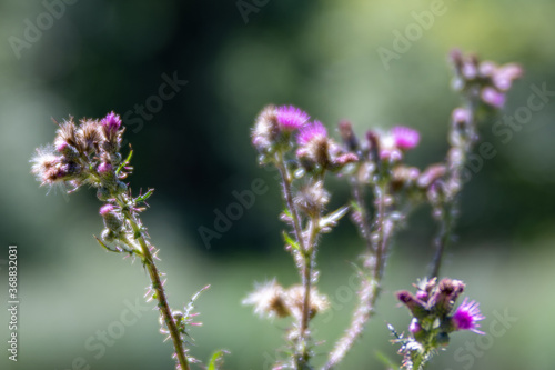 Mariendistel