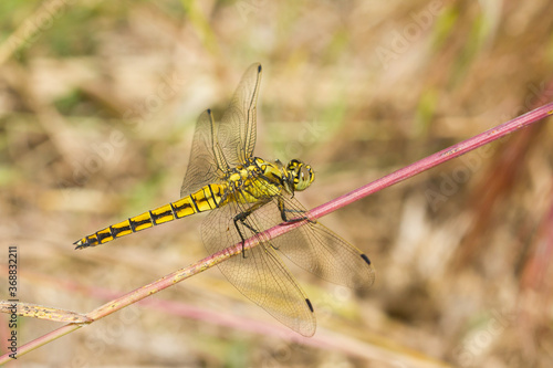 Tableau sur toile Black-tailed skimmer Orthetrum cancellatum, female dragonfly on a branch sunbathing