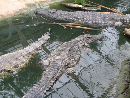 Crocodile photo