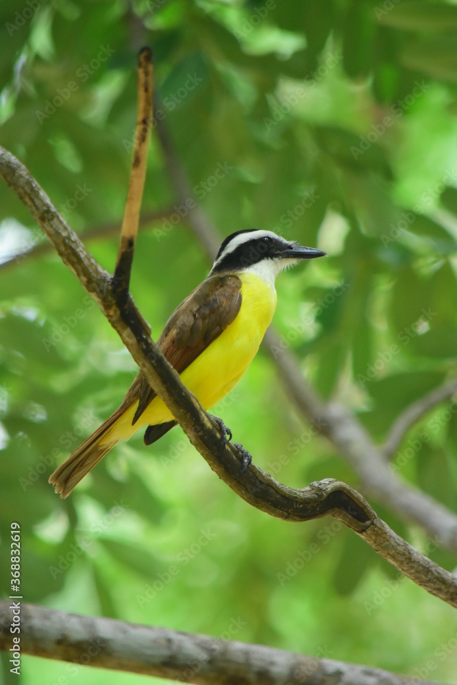 Obraz premium Ave Amarilla 