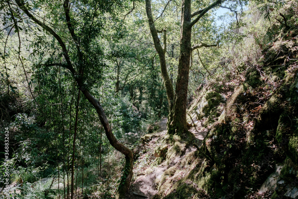 Bosques de Mortagua
