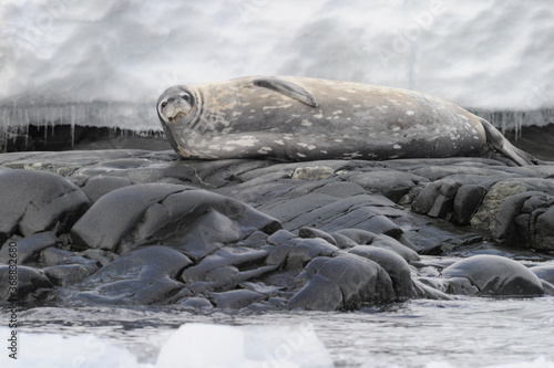 The leopard seal (Hydrurga leptonyx) is the second largest species of seal in the Antarctic