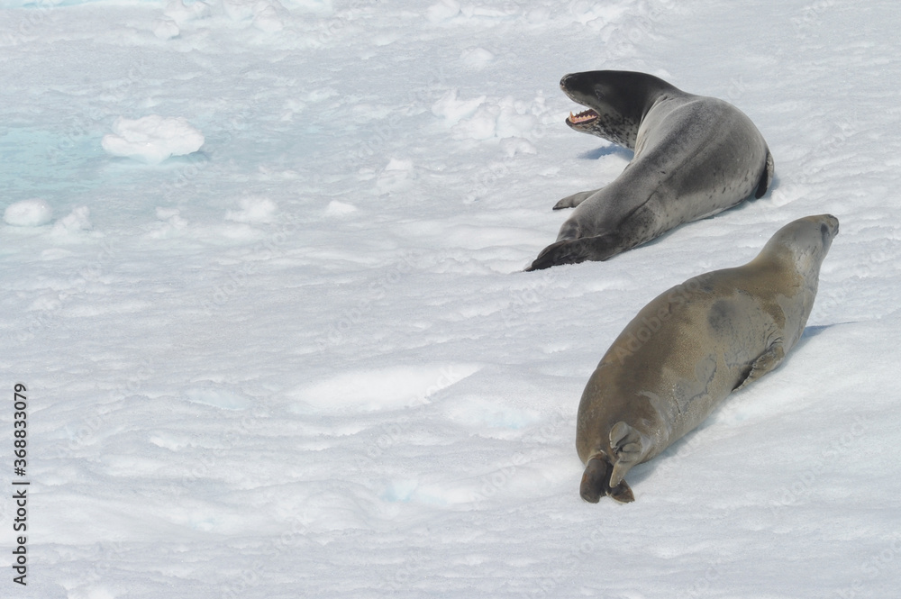 Obraz premium The leopard seal (Hydrurga leptonyx) is the second largest species of seal in the Antarctic