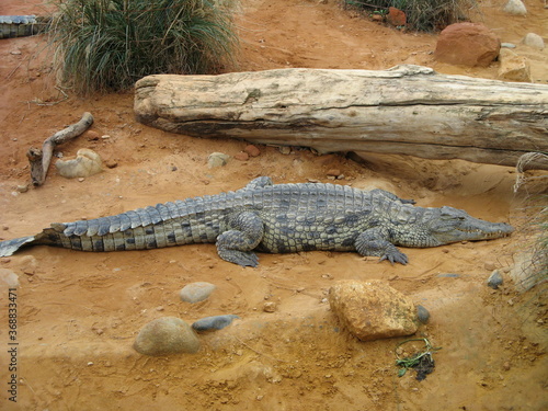 Crocodile photo