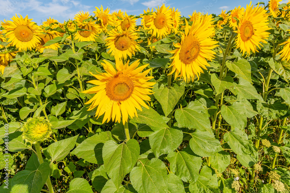 Beautiful sunflowers on the field in sunny day