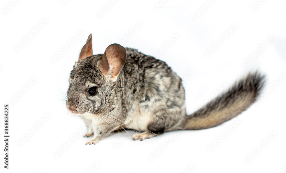 Chinchilla on a white background. Exotic furry animal. Chinchilla on a white background. Exotic furry animal.