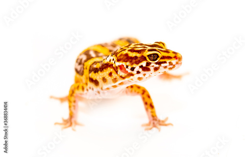Isolated Eublepharis lizard on a white background. Reptile gecko yellow spotted. Exotic tropical animal.