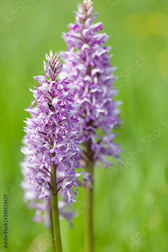 A closeup shot of a beautiful Southern marsh-orchid under the sunlight