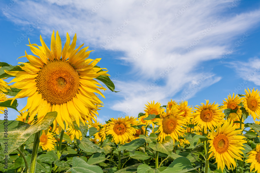 Beautiful sunflowers on the field in sunny day Beautiful sunflowers on the field in sunny day