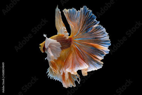 Back of yellow big ear or dumbo Siamese betta fighting fish swim and action with aggressive in fresh water with dark background. Concept of beautiful animal express luxury pattern and look amazing.