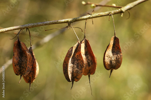 Spring in the arboretum, autumn fruit hanging on a branch photo