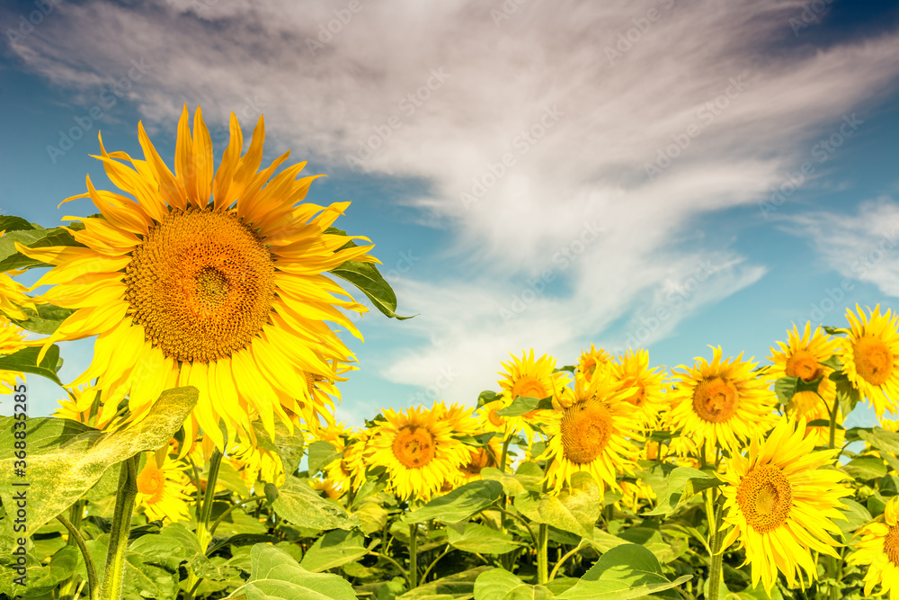 Beautiful sunflowers on the field in sunny day